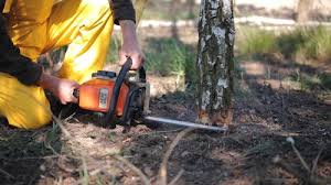 Trusted New Cassel, NY Tree Removal and Landscaping Services Experts